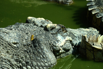 Krokodil in Südostasien