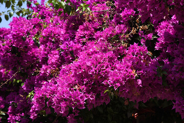 violette Blüten 