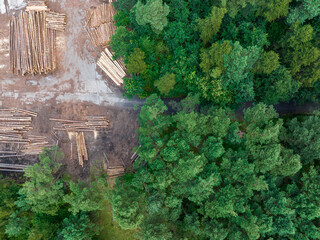 Pile of Logs in Sawmill Industry Aerial View. Green pine forest from above..