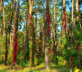 Obraz premium beautiful autumn background.autumn mood with burgundy and yellow leaves and defocus.autumn forest for background.