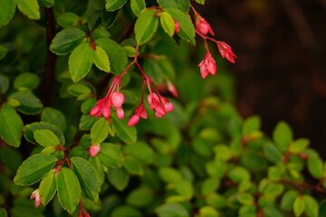 Obraz premium Begonia fuchsia plant with pink flowers in garden. 