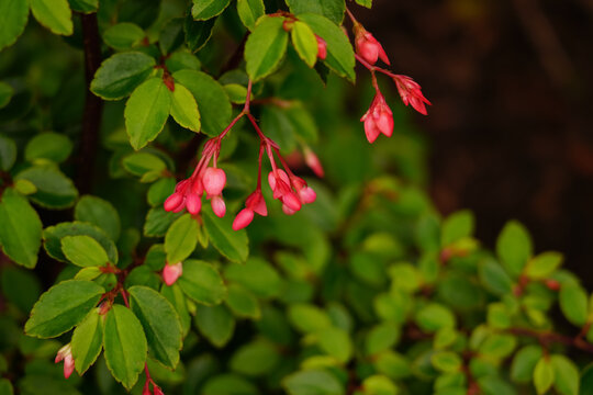 Begonia fuchsia plant with pink flowers in garden. 