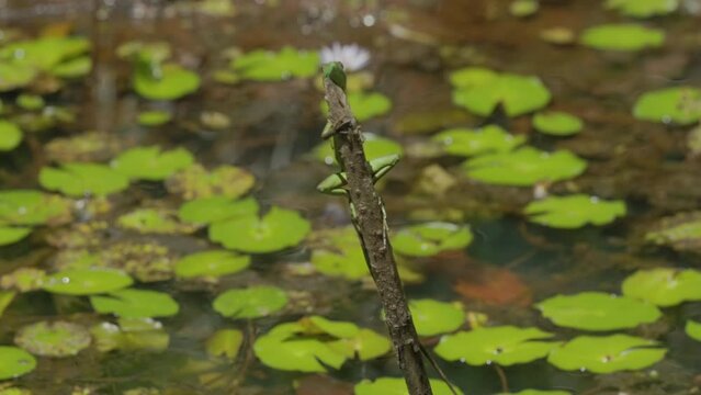 a slow motion shot of a green basilisk lizard chasing a dragonfly at lagoon in boca tapada of costa rica