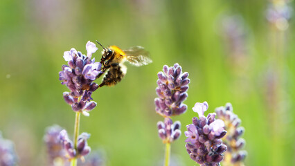 The bumblebee pollinates the lavender flowers.
