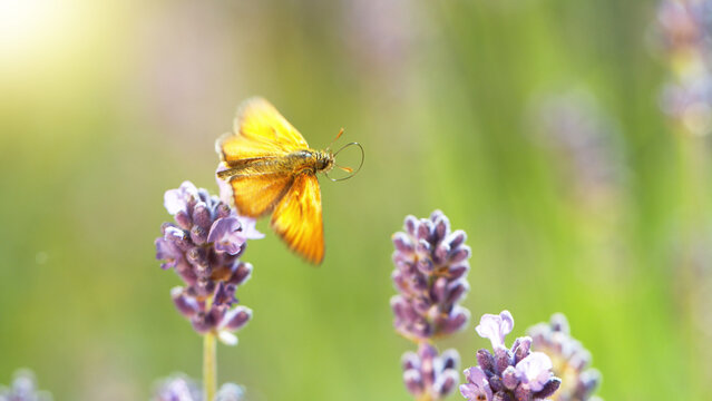 The butterfly pollinates the lavender flowers.