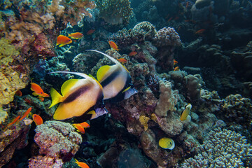 coral reef and banner fishes in the sea