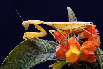 A yellow praying mantis is looking for prey in a wildflower on a black background. This insect has the scientific name Hierodula sp. 