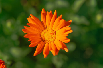 Pomarańczowy kwiat nagietka lekarskiego w ogrodzie, w letni, słoneczny dzień.