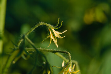 Lato w ogrodzie. Krzewy pomidora w trakcie wegetacji. Na zielonych, pokrytych włoskami łodygach...