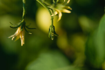 Lato w ogrodzie. Krzewy pomidora w trakcie wegetacji. Na zielonych, pokrytych włoskami łodygach widać drobne, żółte kwiaty i zielone, niedojrzałe owoce. Jest słoneczny dzień. - obrazy, fototapety, plakaty