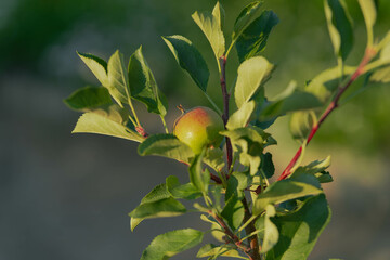 Słoneczny dzień w ogrodzie. Jabłoń z zielonymi liśćmi wśród których widać młode, małe,...