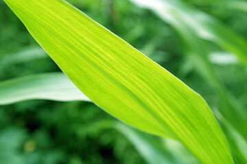 green leaf background