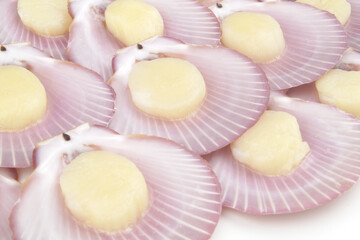 Scallop seashells background, fresh raw seafood closeup.