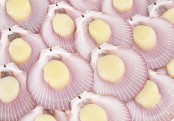 Scallop seashells background, fresh raw seafood.