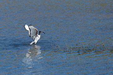 African Sacred Ibis  ( Threskiornis aethiopicus) Pilanesberg Nature Reserve, South Africa