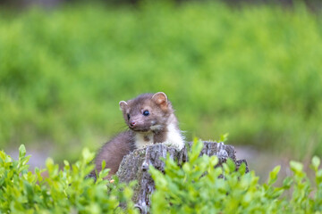 Cute young marten is posing in the blueberry. Horizontally. 