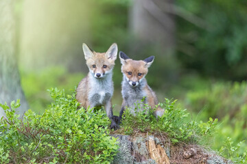 Pair of cute fox cubs is posing in the forest looking at the camera. Horizontally. 