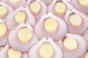 Many raw scallop seashells as background