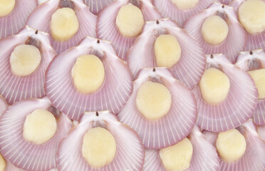 Many scallop seashells as background