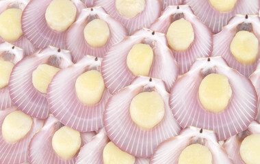 Many fresh raw scallop seashells as background