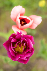Burgundy lush tulip. Pink tulips in a flower bed. Double Flowering Tulips. Nightwatch Tulip Double Late Midnight Magic. Flowerbed in the garden. Beautiful spring flowers. Floral background. Gardening