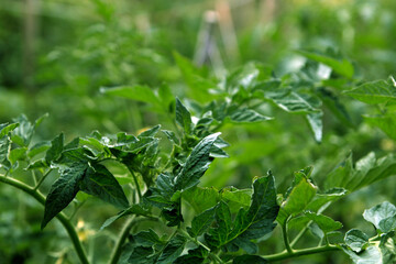close up of herbs in garden
