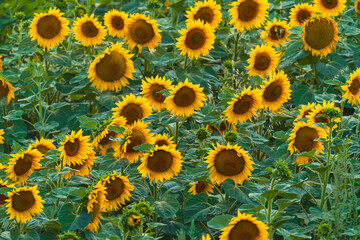 Fototapeta na wymiar Sunflower field at sunset time