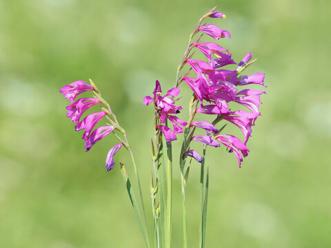 Purple flowers of Turkish marsh gladiolus, Gladiolus imbricatus