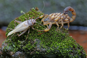 A mother Chinese swimming scorpion holding her babies is ready to eat a cricket. This Scorpion has the scientific name Lychas mucronatus.
