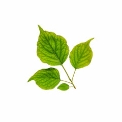 Fototapeta na wymiar Green twig leaf isolated on white background. Cut out foliage branch