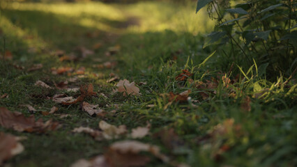 park path with fallen leaves on a ground