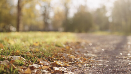 background of autumn park path with fallen leaves