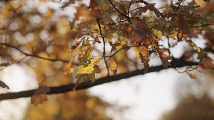 closeup shot of oak leaves on a tree in october