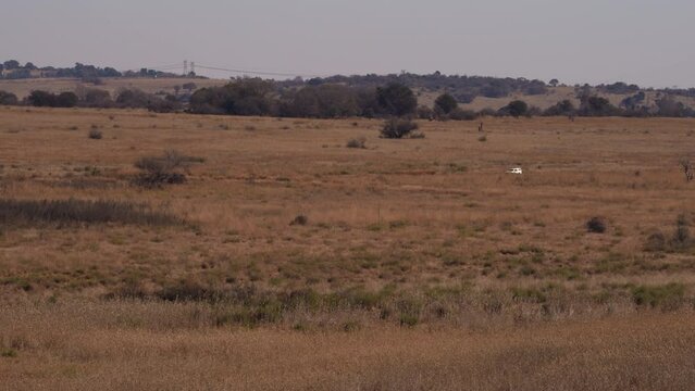 A 4K video of a beautiful brown landscape pan during a safari drive during the winter months in a conservation nature reserve in Pretoria South Africa.