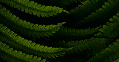 fern in the forest © Roman