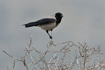 Hooded crow, scald-crow // Nebelkrähe (Corvus cornix / Corvus corone cornix)