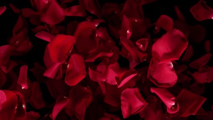 Super slow motion shot of flying red rose petals towards camera isolated on black at 1000 fps.