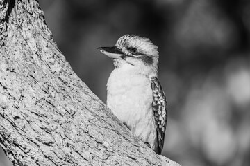 Laughing Kookaburra in Black and White
