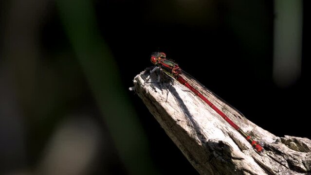 eine rote libelle sitzt auf einem zweig, mehrere szenen, 50 fps, fr&uuml;he adonislibelle, pyrrhosoma nymphula