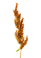 Rumex acetosella, known as sheep sorrel, red sorrel, sour weed and field sorrel isolated on white...