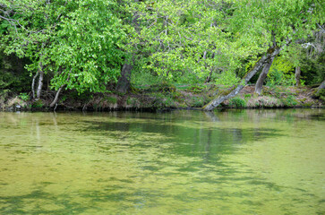 Naklejka premium grass in a pond