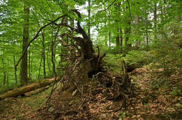 Roots of dead tree in forest