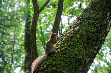 red squirrel on a tree in the forest