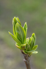 A branch with young leaves in natural conditions in spring.
