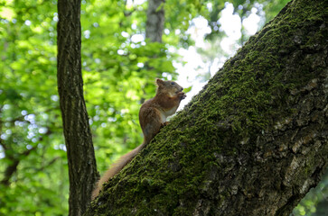 red squirrel on a tree in the forest

