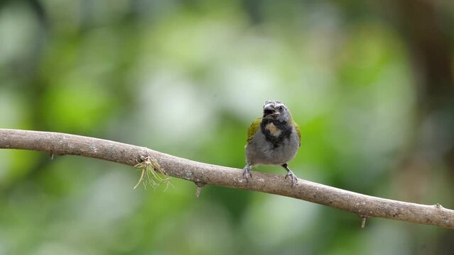 a high frame rate clip of a black-headed saltator perching on a branch at boca tapada in costa rica