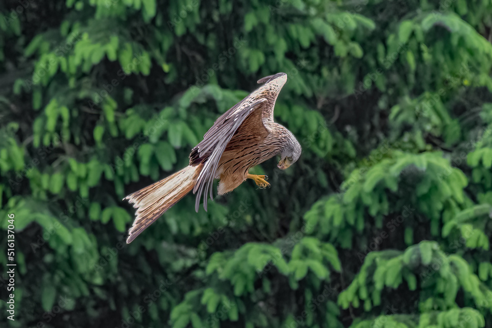 Poster a red kite in flight. it is looking down at its talons for the food it just picked up