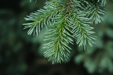 Fototapeta premium A branch of a fir tree in the park in close-up.