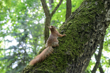 red squirrel on a tree in the forest
