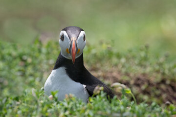 An close up half length portrait of an atlantic puffin sitting on vegetation staring at the camera